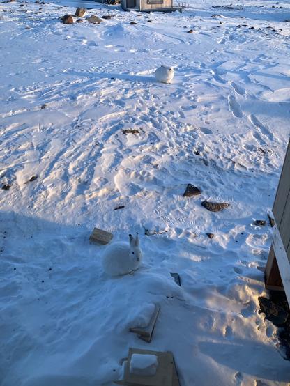 Two white Arctic Hares outside the cabin. One is alert, the other is sleepy facing the low sun.