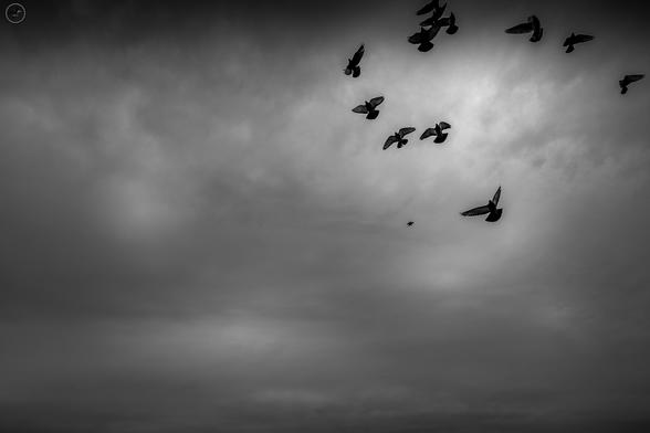 Monochrome shot of pigeon flock in flight, taken against the sky