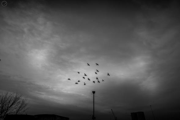 Monochrome shot of pigeon flock in flight, taken against the sky, lined up above a streetlamp