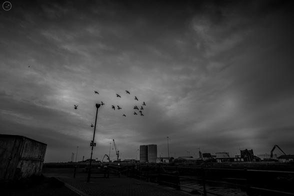 Monochrome shot of pigeon flock in flight, taken against  backdrop of harbour industry