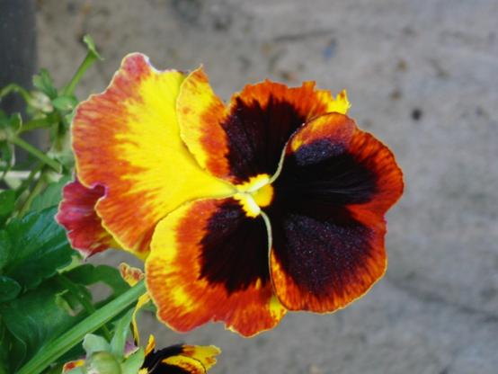 Pansy with red shading to black and yellow colours