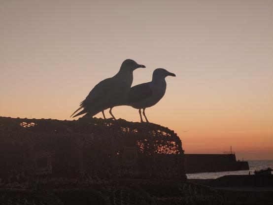 seagulls