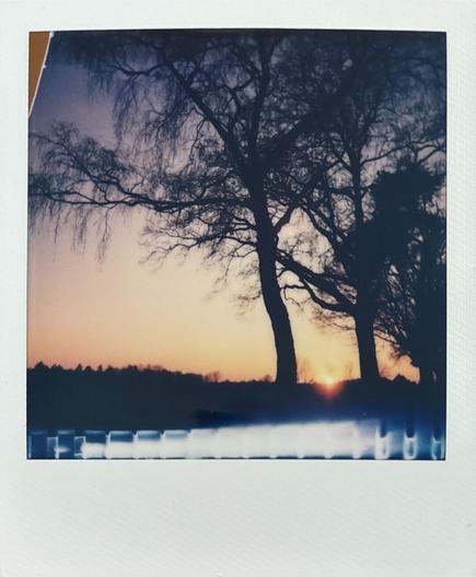 Polaroid photo in colour of a sunset against the dark silhouettes of trees and bushes.