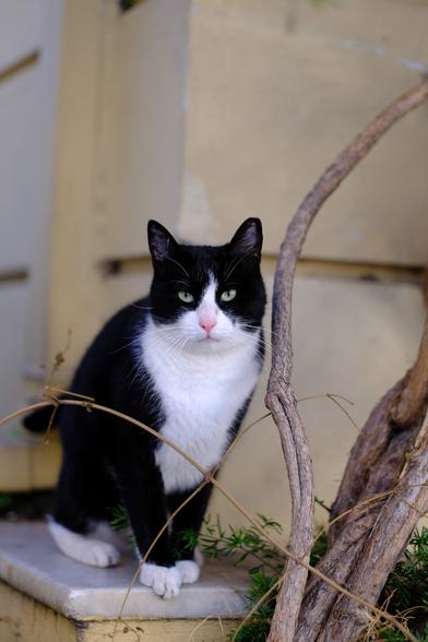 Photo of a black-and-white tuxedo cat sitting on a wall ledge at the edge of a neo-classical house in Monastiraki, Athens. The cat looks at the camera. Next to the cat is the stem of small tree.