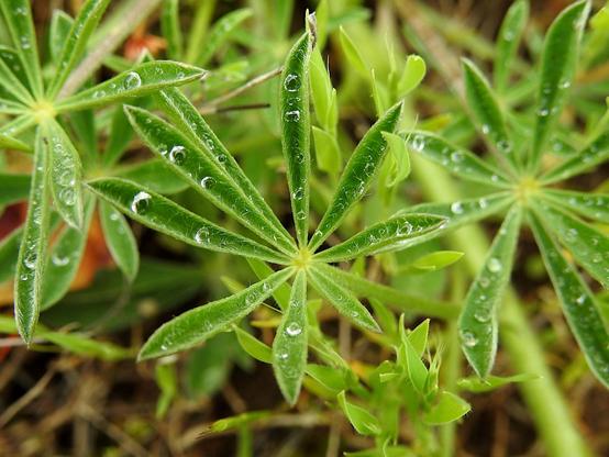 Close-up of blue lupine leaves, each leaflet forming a star-like pattern, with droplets of water clinging to their surface, reflecting light.