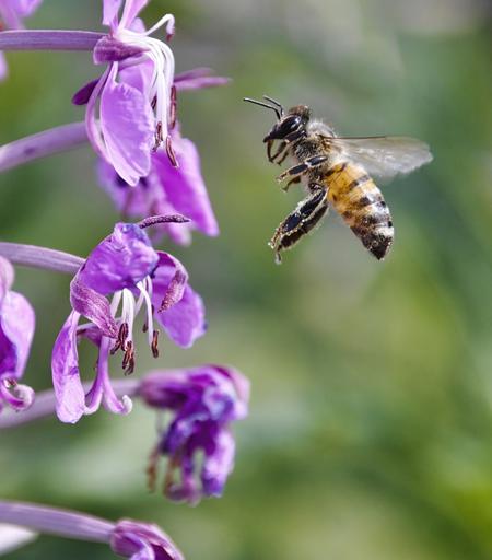 un ape che sta per appoggiarsi su di un fiore