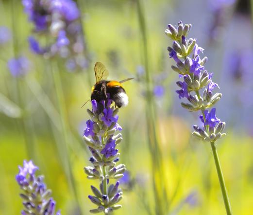 un bombo su di un fiore di lavanda