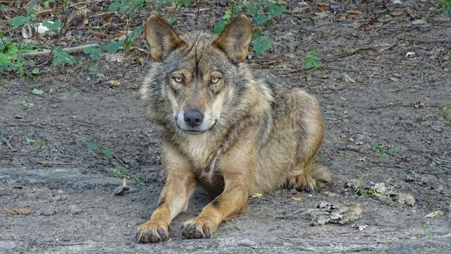 lobo observando