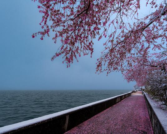 Ein Weg am See mit Kirschblüten und Schnee; blühende Äste ragen vom rechten und oberen Rand ins Bild.