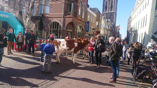 Cows on the street of the city Kampen competing for the title of Miss Kampen.