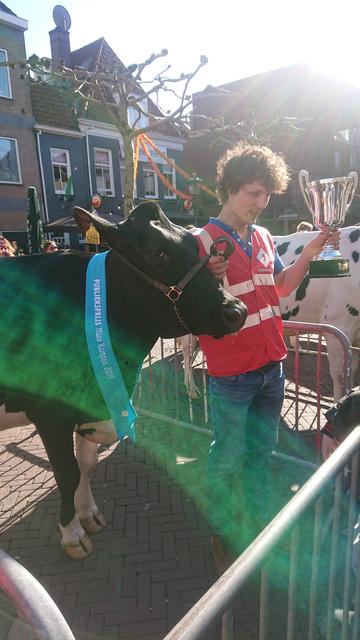 Cow who won the publics vote of the pageant