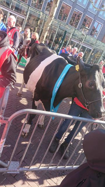 Cow who won the judge vote of the pageant