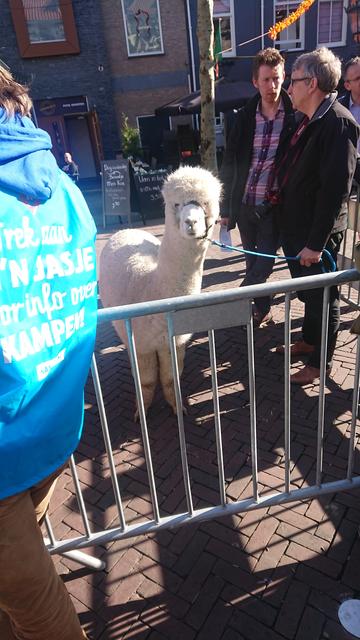 The alpaca who got signed up. The owner stated he didn't lie when signing her up because the sign up form never asked it it was a cow. Nevertheless, she got disqualified for not being a cow.