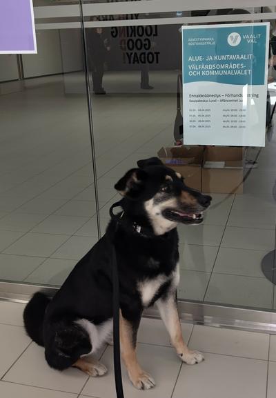 Koira istuu lasiseinän edessä, yläpuolellaan juliste, jossa kerrotaan, että seinän takana on alue- ja kuntavaalien ennakkoäänestyspaikka.