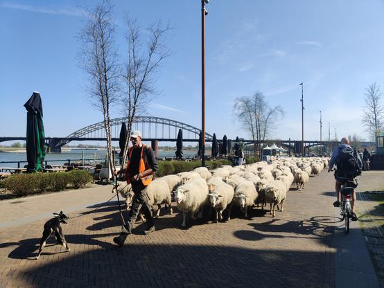 Schaapsherder met schapen op waalkade in Nijmegen
