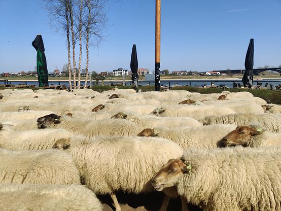 Schaapsherder met schapen op waalkade in Nijmegen
