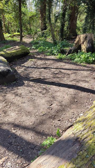 A clearing in a woodland with big logs for sitting on, no litter to be seen (it had all been picked up!)