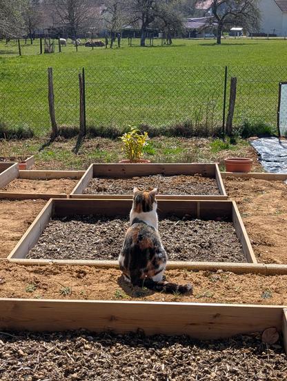 Une chatte tricolore, de dos, près d’un carré de jardin, regarde le champ d’en face.