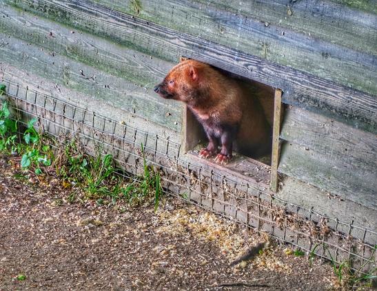 A close-up shot shows a bush dog emerging from a rectangular opening in a weathered, grey wooden structure. The bush dog has short, reddish-brown fur on its head and back, transitioning to darker brown or black on its legs and underbelly. It has small, rounded ears and a somewhat elongated snout. Its front paws are visible as it stands on the lower edge of the opening. The wooden structure appears to be part of an enclosure, with a wire mesh fence visible to the left, partially obscured by some green plants and wood shavings scattered on the ground. The ground is a mix of dirt and light-coloured wood chips. The lighting suggests it is daytime, and the focus is sharp on the bush dog.