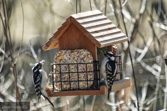A male and a female downy woodpecker sharing the suet on a bird feeder.