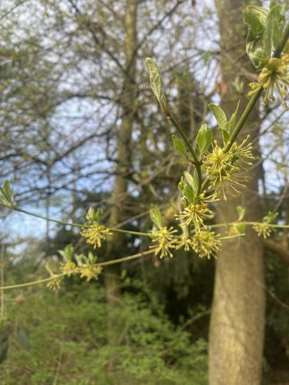 An der älteren Kornelkirsche schlüpfen nach den gelben Blüten nun Blätter.