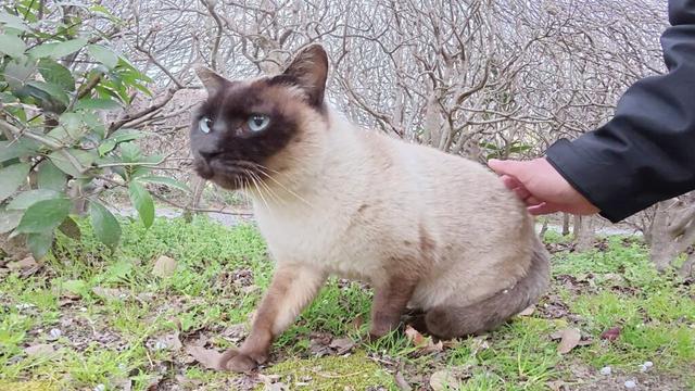 お顔が真っ黒なシャム猫が気難しいボス猫に詰められる