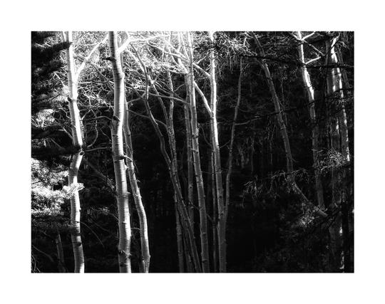 A black and white photo showing a small grove of Aspen trees in a larger pine forest. Sunlight highlights these trees. Framed in white.