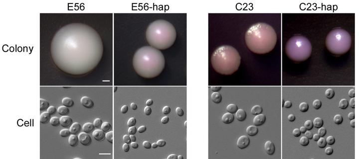 Colony (top) and cellular (bottom) morphologies of the diploid and haploid strains (left and right in each pair, respectively). Left pair show strain E56, right pair show strain C23. Scale bars: 1 mm for colonies; 5 μm for cells.
