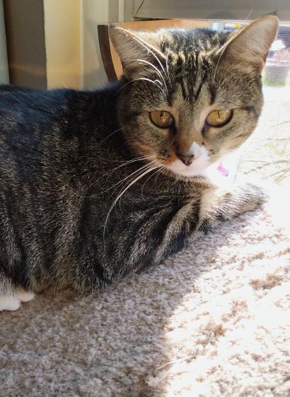A young tabby cat with white markings is lying on a fuzzy tan window shelf.  Sunshine is pouring in through the window.  The cat has her head turned, looking towards the camera with big amber-colored eyes.  Long white whiskers frame her face.