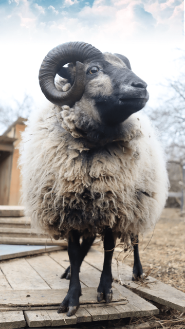 Shetland Sheep Ram standing on a pallet looking whistfully off in the distance