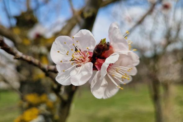 Foto einer Marillenblüte