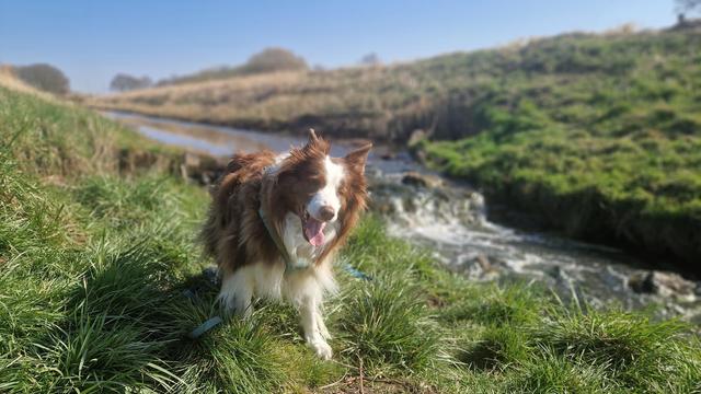 Hund am sonnigen Bach