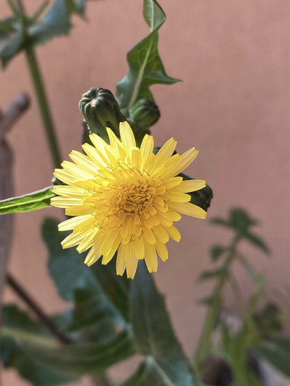 Fiore di campo di colore giallo