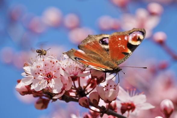Ein Tagpfauenauge sitzt auf einem Zweig einer blühenden Blutpflaume. Links daneben ist eine Biene im Anflug. Viele rosa Blüten vor blauem Hintergrund.