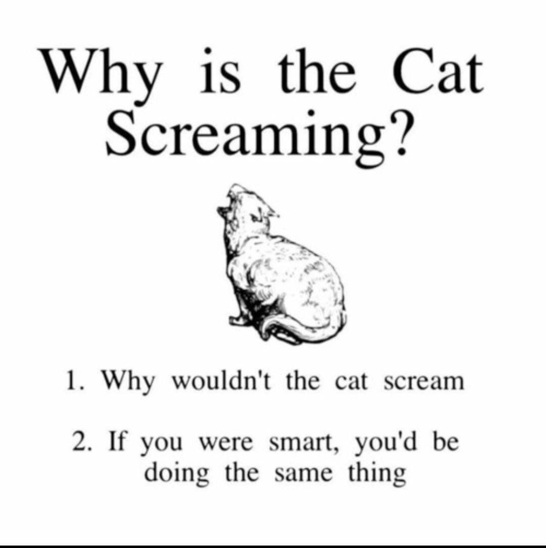 Why is the cat screaming?  [drawing of a cat facing away from the viewer while screaming into the void] 1. Why wouldn't the cat scream? 2. If you were smart, you'd be doing the same thing.