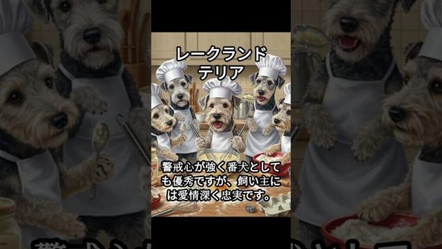 レークランドテリアのかわいい生態、雑学【犬】#dog #dogshortsvideo #いぬ #イヌ #犬 #子犬  #かわいい #雑学 #豆知識 #解説