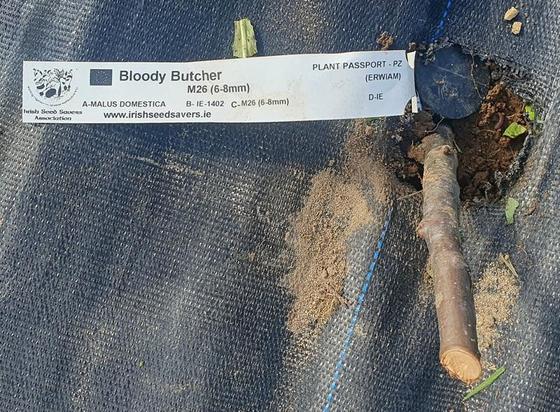 Photo looking down on a stump of a young apple tree, labelled "Bloody Butcher", growing from graft stock, poking through a circular hole in Mypex. The label, a plant passport, also includes the Latin name Malus Domestica and the owner, Irish Seed Savers Association.