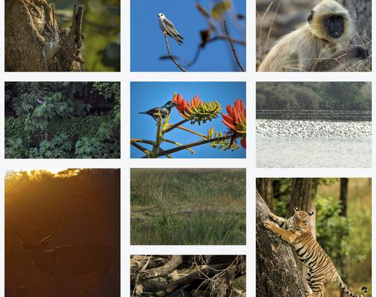 screengrab of darkroom gallery showing a grid with multiple photos of birds and animals.