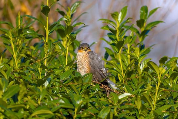 Sperber sitzt auf Lorbeerhecke