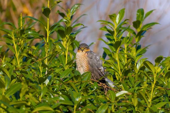 Sperber sitzt auf Lorbeerhecke