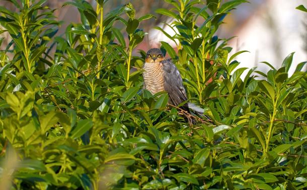 Sperber sitzt auf Lorbeerhecke