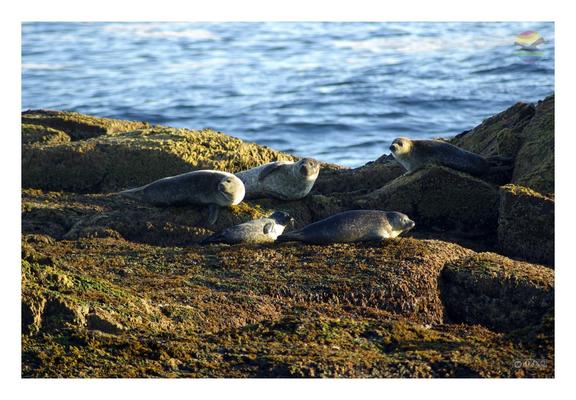 seals