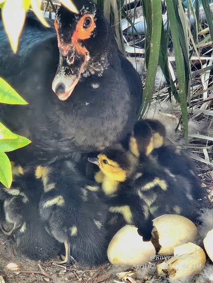 Colorful mama muscovy duck with her new baby ducklings