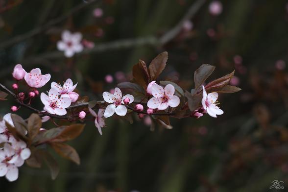 Whispers of Cherry Blossom