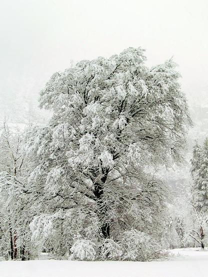 Solitaire

I captured this magnificent snow covered oak tree after a winter storm moved through Yosemite Valley overnight. 
The foreground of the image is an unbroken field of snow, pure as can be.
The large oak tree is framed on both sides by a few smaller snow covered trees. The large oak towers over the other trees in the area. The branches are heavy with snow.
The sky in the background is gray and overcast. 
This is a color image but the snow and low clouds give it an appearance of being a black and white image unless looked at closely you can see some color in the trunks of the trees.