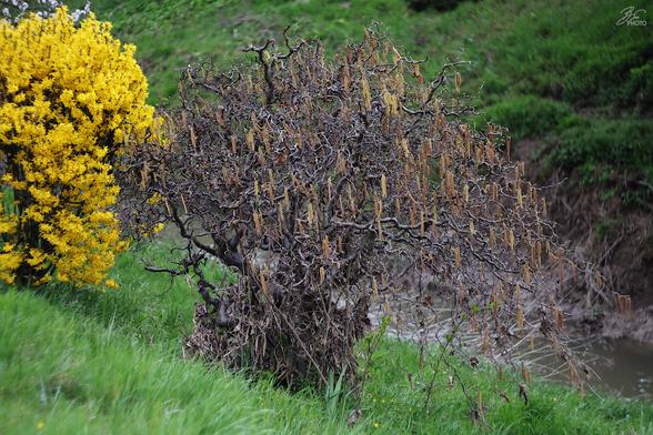 Corkscrew Hazel Awakening