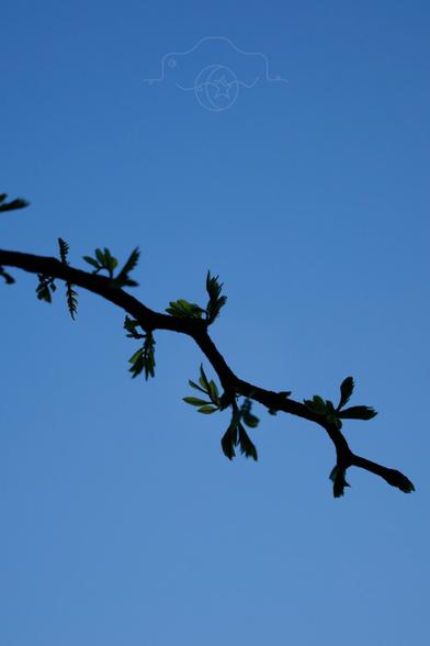 Tree branch against the sky at sundown.