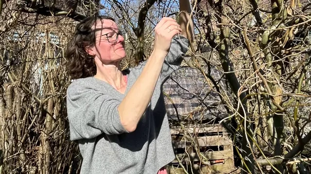 Lena Benke beim Schneiden eines Weidentipis, Parmakulturgarten in Selm