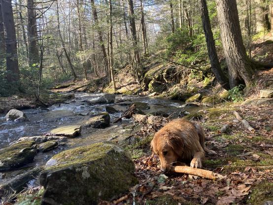 Photo: Stella, our lab-retriever mix is sitting among the moss, leaves, and rocks chewing the end of stick been throwing into the stream. The stream is in a small ravine and about 3-4 meters wide. The water here is shallow and flowing around larger rocks in the stream. There are many deciduous trees without leaves and a few hemlocks. This time of year there is lots more direct sunlight getting through the canopy and down to the water.