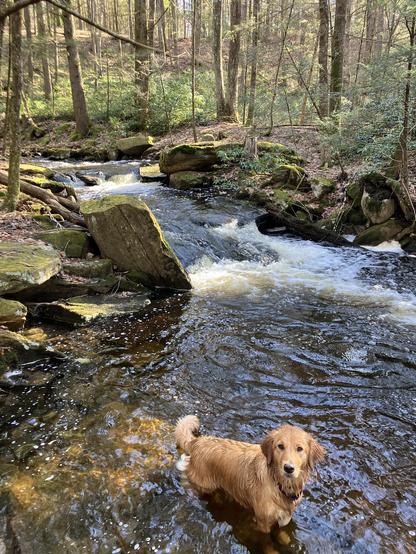 Photo: Stella, our lab-retriever mix is a standing at the edge of a water hole in the stream waiting for me to throw the stick into the water. The stream is in a small ravine and about 3-4 meters wide. A small rock dam makes this water hole which is about 4-5 meters wide and about 1.5 meters deep. The orientation of the photo is upstream and there are several small waterfalls visible. There are many deciduous trees without leaves and a few hemlocks. This time of year there is lots more direct sunlight getting through the canopy and down to the water.